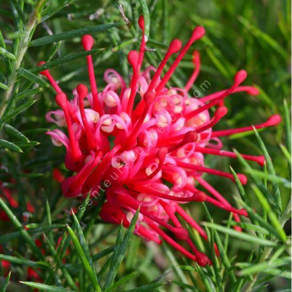 Grevillea juniperina - Grévillier à feuilles de genièvre