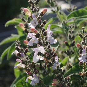 Salvia fruticosa 'Syracuse' - Sauge trilobée de Syracuse