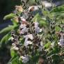 Salvia fruticosa 'Syracuse' - Sauge trilobée de Syracuse