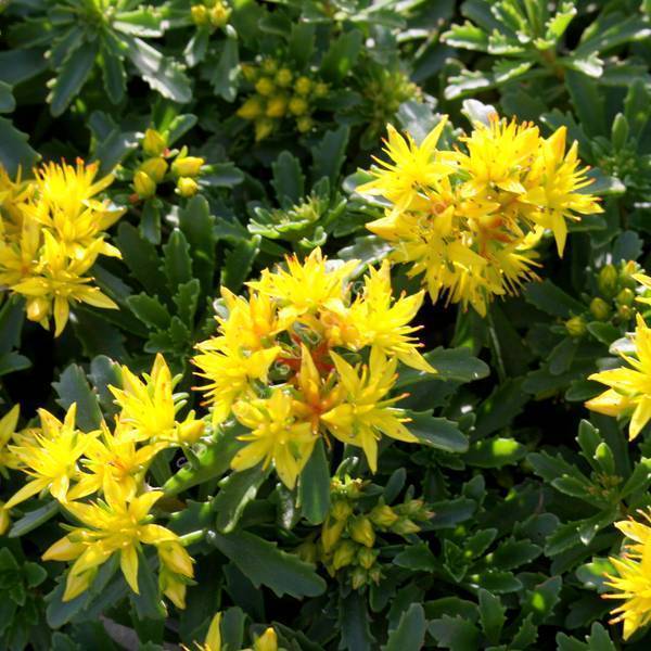 Sedum floriferum 'Weihenstephaner Gold' - plante grasse pour rocaille