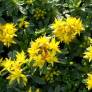 Sedum floriferum 'Weihenstephaner Gold' - Phedimus