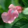 Salvia 'Aphrodite' - Sauge arbustive rose tendre