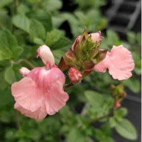 Salvia 'Aphrodite' - Sauge arbustive rose tendre