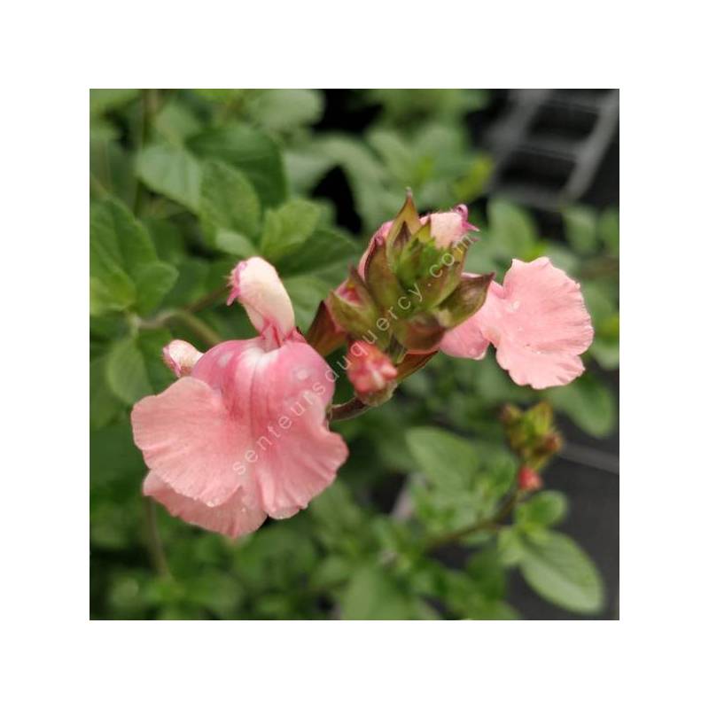 Salvia 'Aphrodite' - Sauge arbustive rose tendre