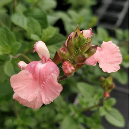 Salvia 'Aphrodite' - Sauge arbustive rose tendre