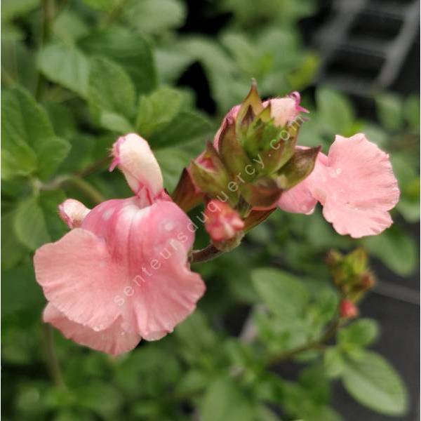 Salvia 'Aphrodite' - Sauge arbustive rose tendre