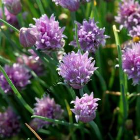 Allium schoenoprasum - Ciboulette