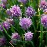 Allium schoenoprasum - Ciboulette