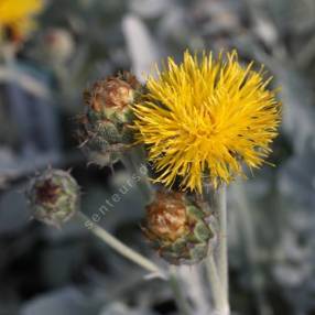 Centaurea ragunisa - Centaurée Velours