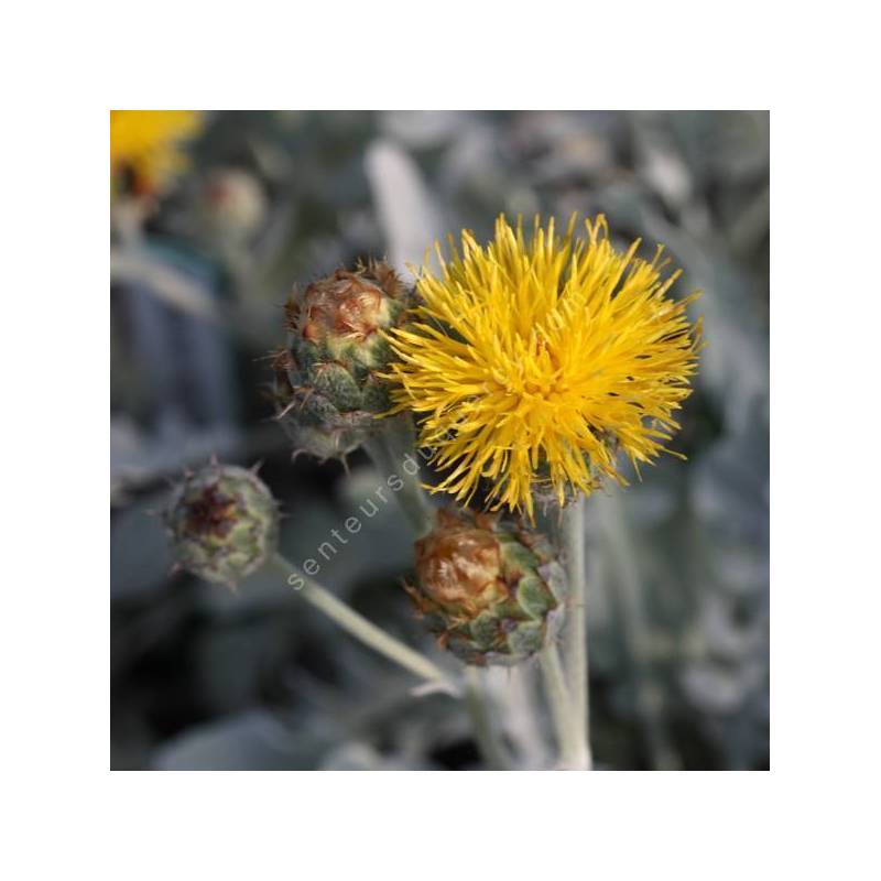 Centaurea ragunisa - Centaurée Velours