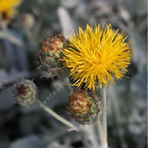 Centaurée à feuilles grises - Centaurea ragusina - plante vivace