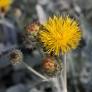 Centaurea ragunisa - Centaurée Velours