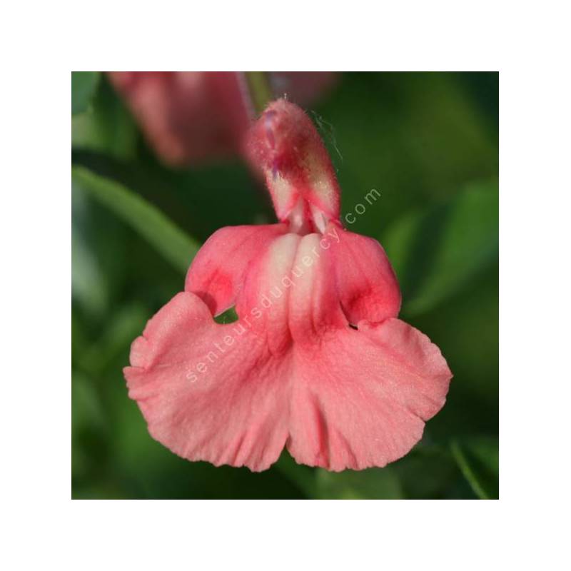 Salvia 'Papajan' - Sauge arbustive rose saumon