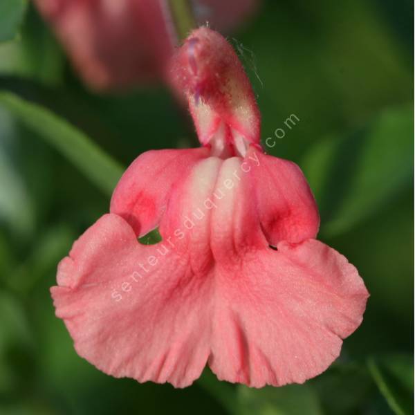 Salvia 'Papajan' - Sauge arbustive rose saumon