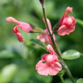 Salvia 'Papajan' - Sauge arbustive rose saumon