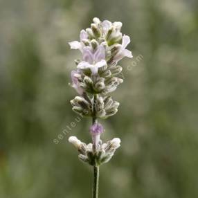 Lavandula angustifolia 'Sentivia Silver' - Lavande blanche