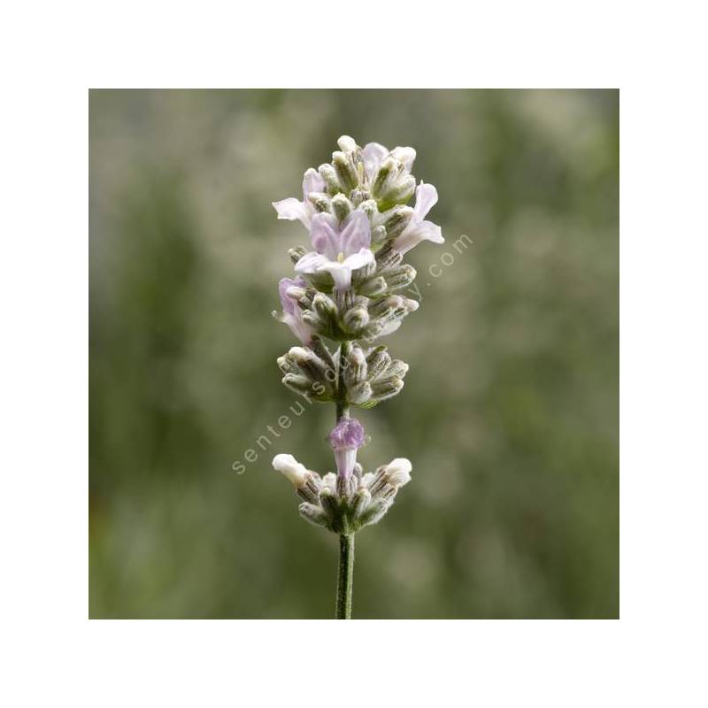 Lavandula angustifolia 'Senteur Blanche' - Lavande blanche