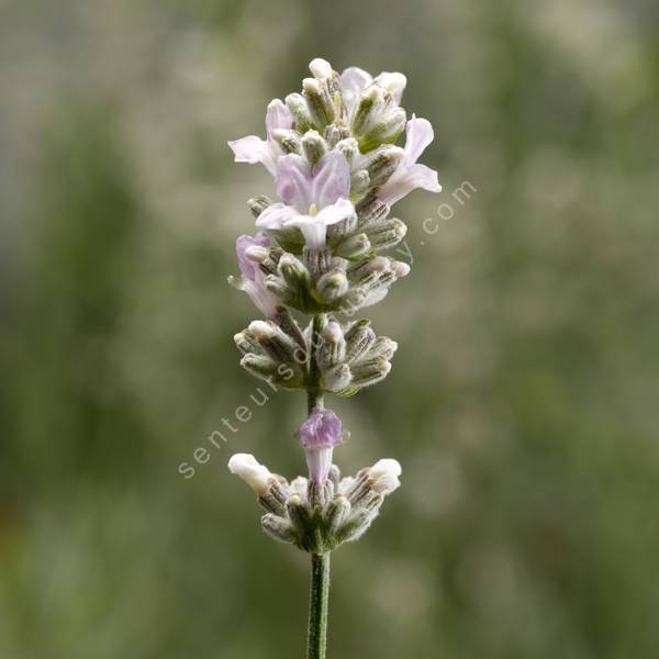 Lavandula angustifolia 'Sentivia Silver' - Lavande blanche Lavandula angustifolia 'Sentivia Silver' - Lavande blanche