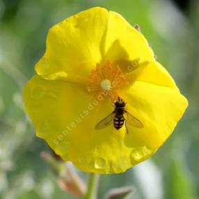 Cistus atriplicifolius -  Ciste à feuille d'arroche