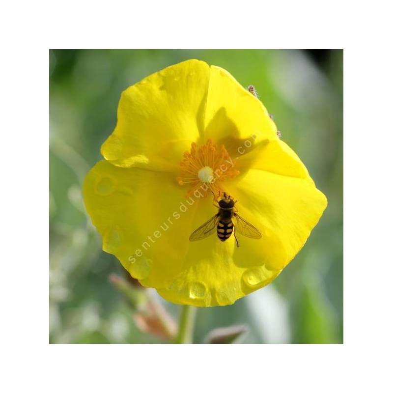 Cistus atriplicifolius -  Ciste à feuille d'arroche