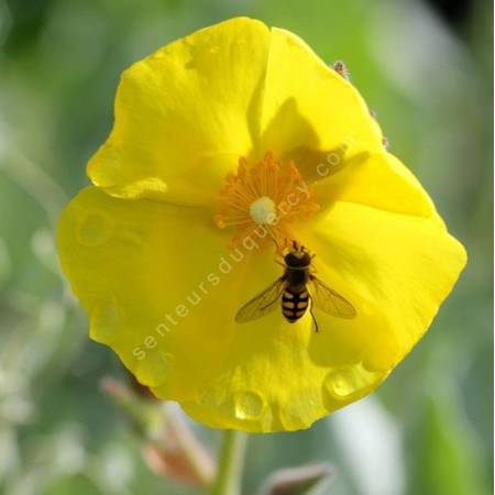 Cistus atriplicifolius -  Ciste à feuille d'arroche