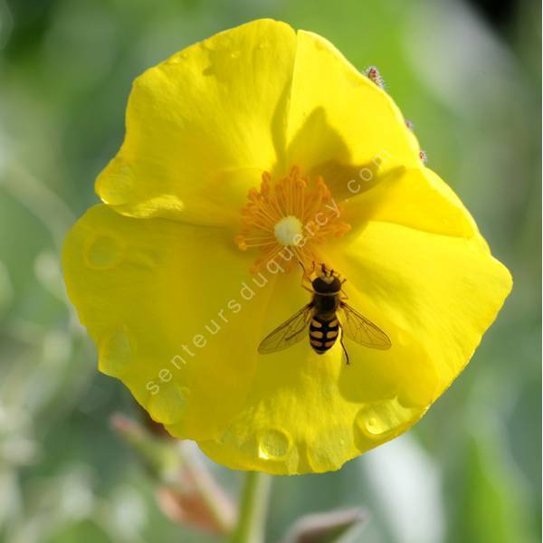 Cistus atriplicifolius -  Ciste à feuille d'arroche