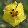 Cistus halimifolius -  Ciste à feuille d'obiome