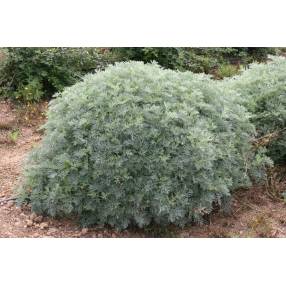 Artemisia 'Powis Castle'