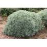 Artemisia 'Powis Castle'