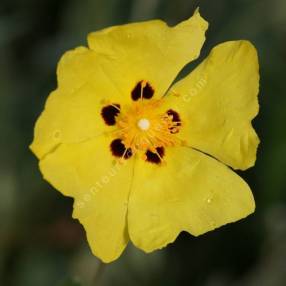 Cistus halimifolius -  Ciste à feuille d'obiome