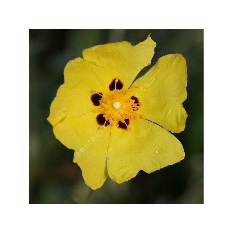 Cistus halimifolius -  Ciste à feuille d'obiome