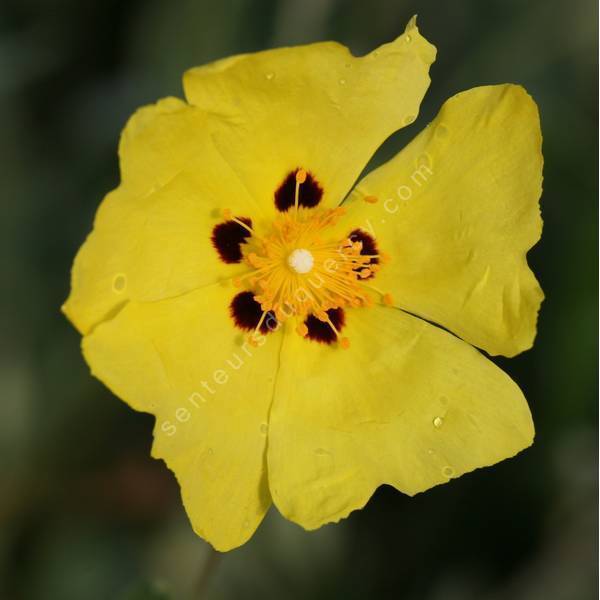 Cistus halimifolius -  Ciste à feuille d'obiome