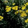 Achillea 'Moonshine' - Achillée