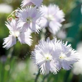 Dianthus anatolicus - Oeillet d'Anatolie