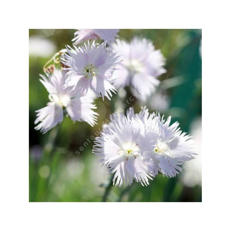 Oeillet d'Anatolie - Dianthus anatolicus - plante de rocaille