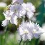 Dianthus anatolicus - Oeillet d'Anatolie