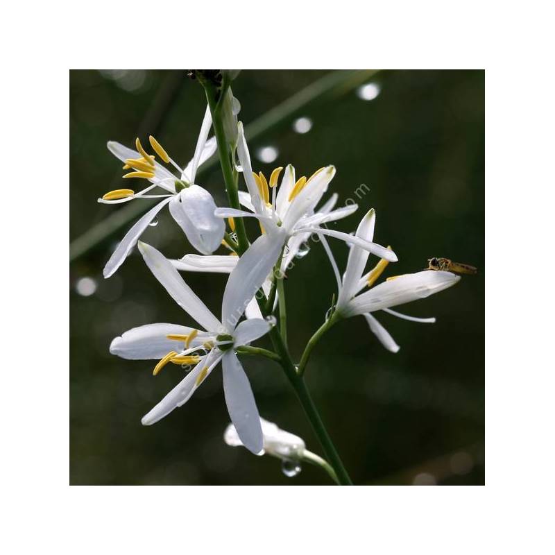 Anthericum liliago - Phalangère à fleurs de Lys