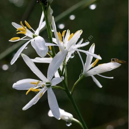 Anthericum liliago - Phalangère à fleurs de Lys