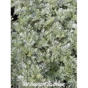 Artemisia 'Powis Castle'