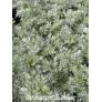 Artemisia 'Powis Castle'