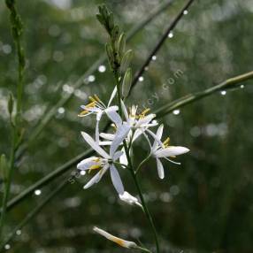 Anthericum liliago - Phalangère à fleurs de Lys