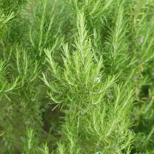 Rosmarinus officinalis 'Iden Blue Boy' - Romarin Rosmarinus officinalis 'Iden Blue Boy' - Romarin