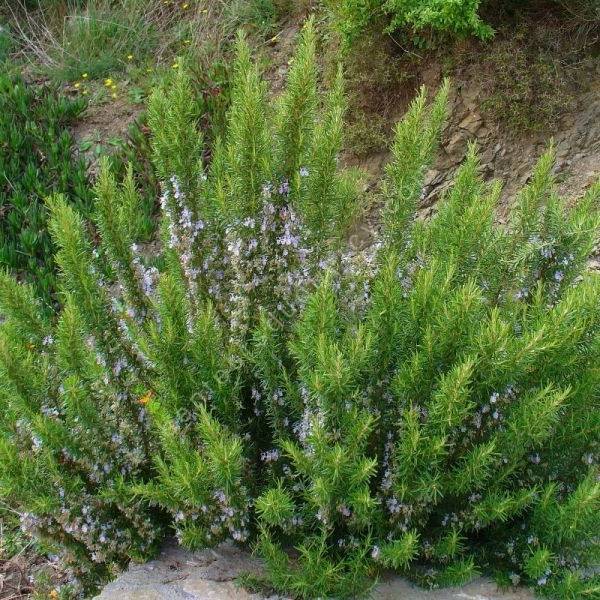 Rosmarinus officinalis "Verbenoniferum" - Romarin à verbénone