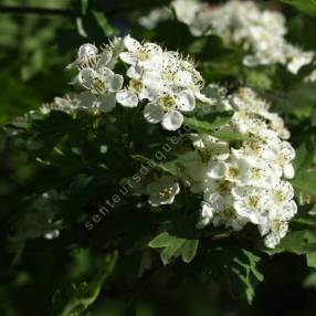 Crataegus monogyna - Aubépine