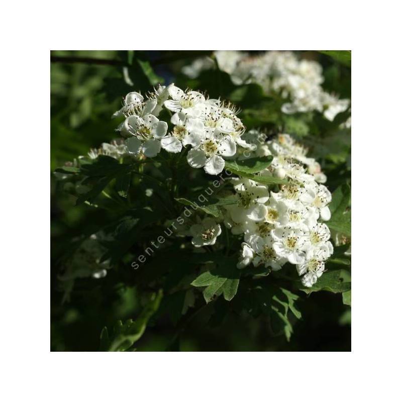 Crataegus monogyna - Aubépine