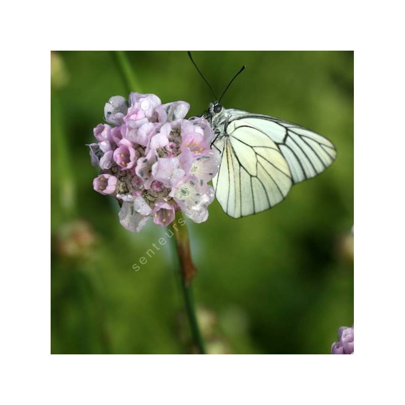 Armeria pungens