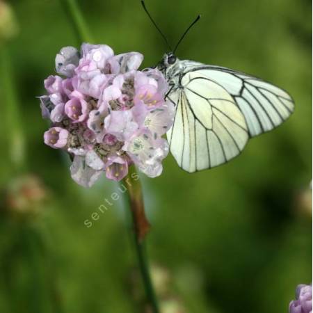 Armeria pungens