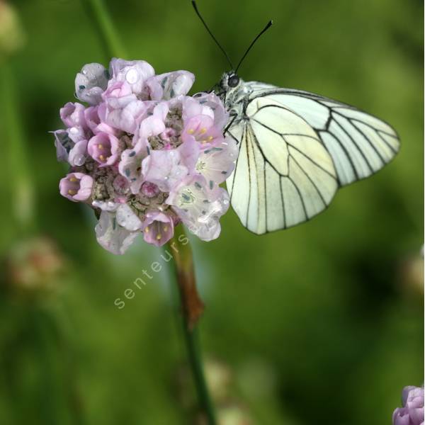 Armeria pungens Armeria pungens