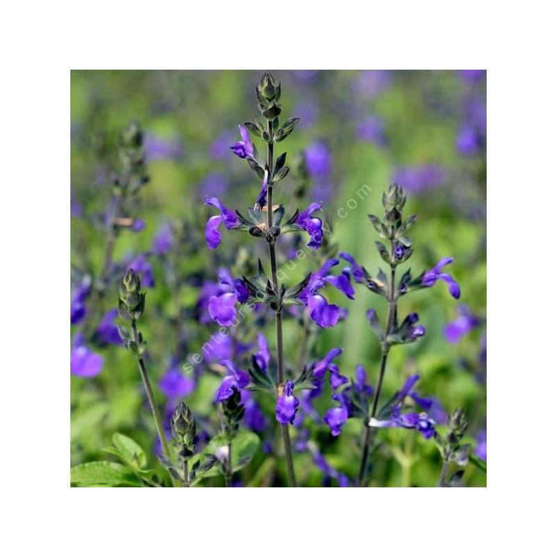 Salvia 'Féline' - Sauge arbustive bleu violet