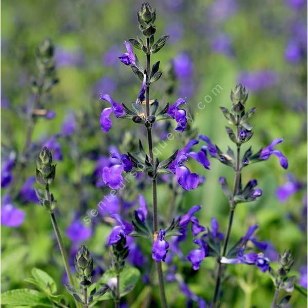 Sauge arbustive vivace à floraison bleu violet - Salvia 'Féline